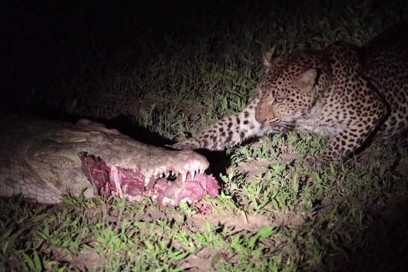 Ball Jaguar