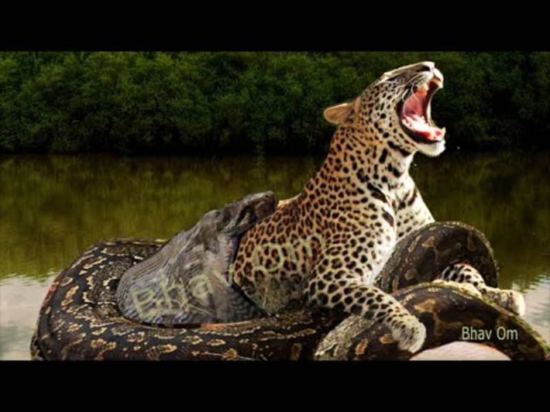 Eyes of Jaguar Crocodile