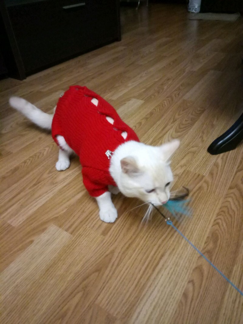 Вязаные комбезы для кошек