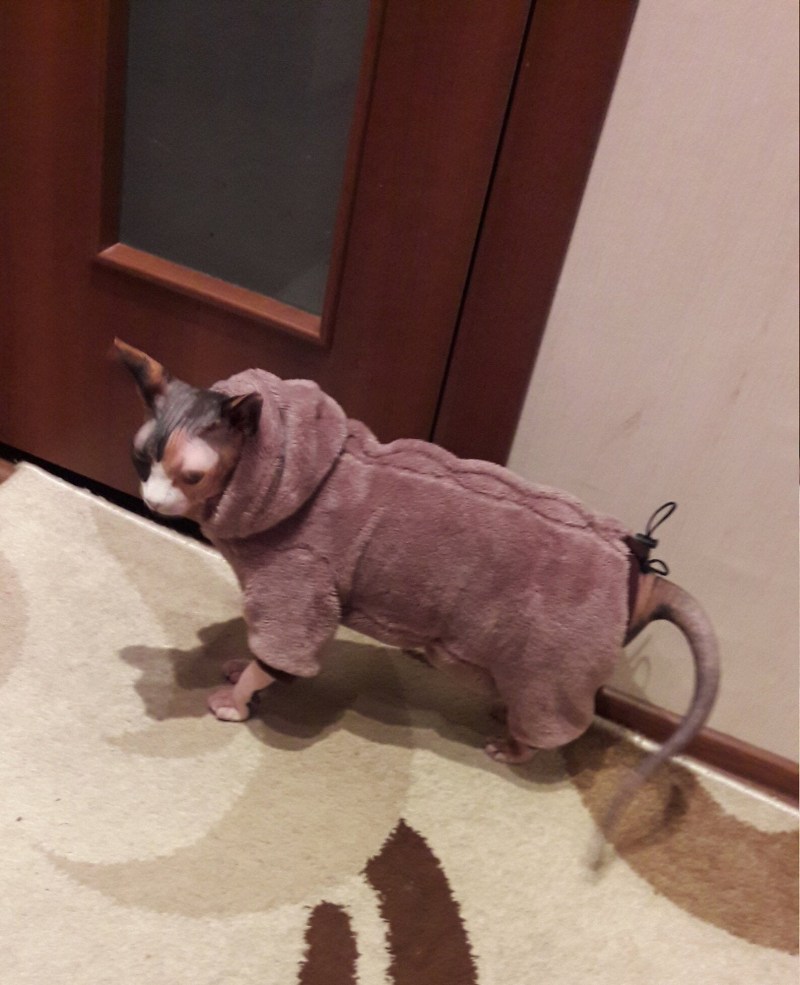 Одежда для сфинксов