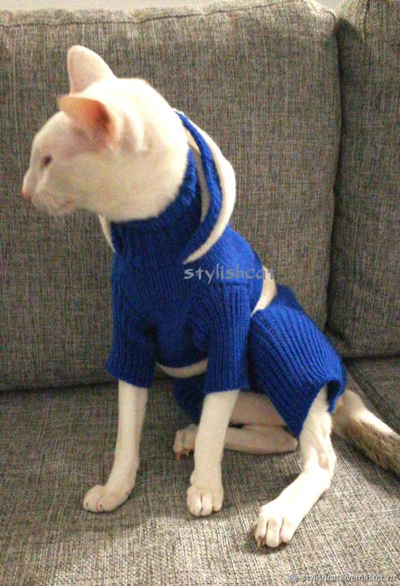 Котенок в комбинезоне