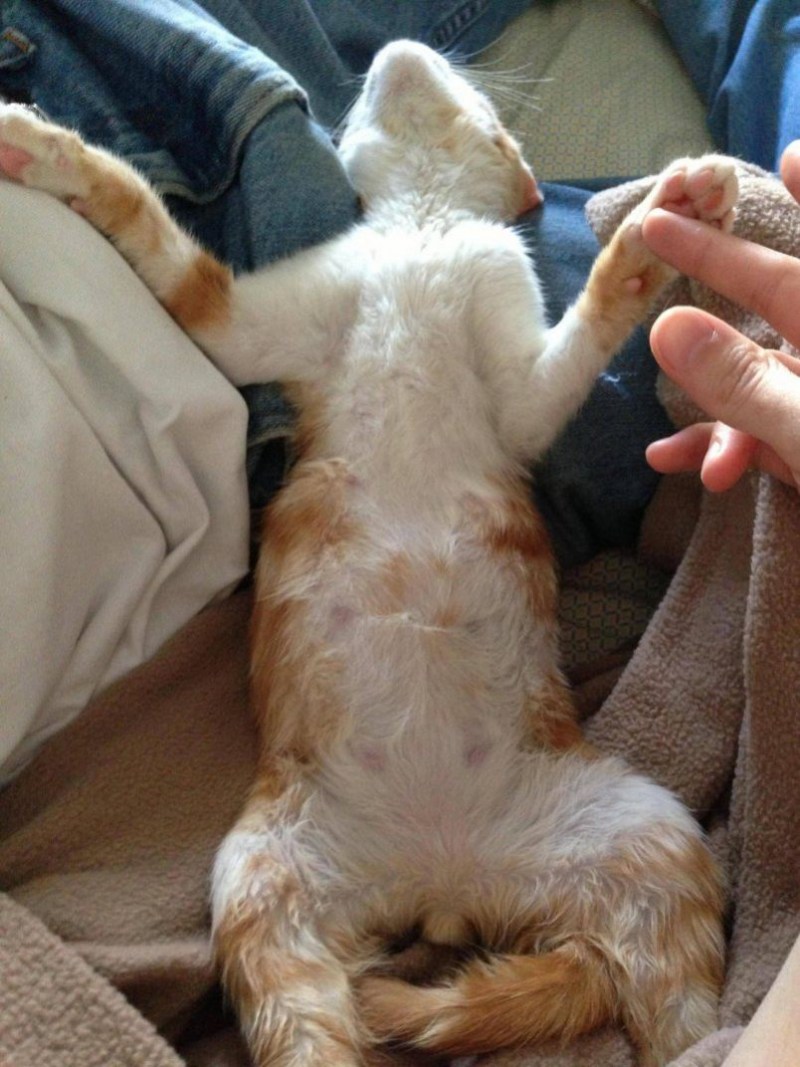 Кошка слизывает шерсть с живота