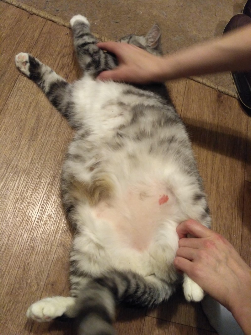 Кот в Отрубе