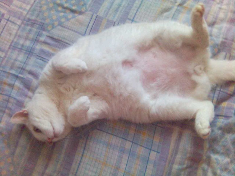 Котенок с круглым животиком