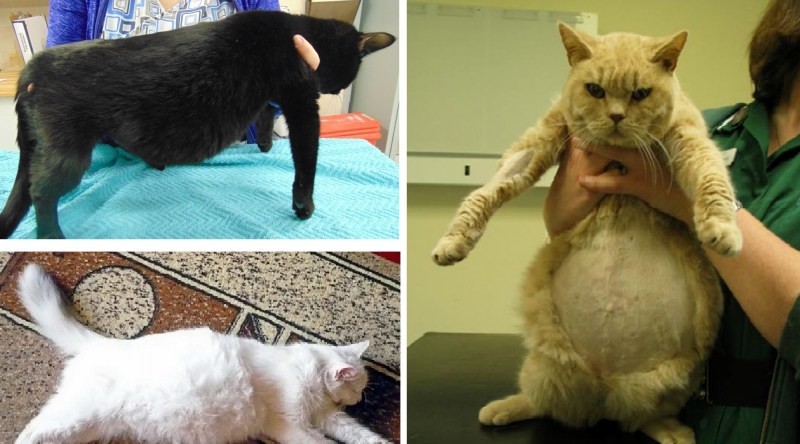 Болеешь внутри кошачий