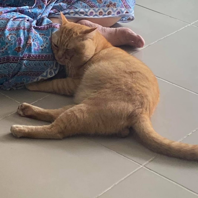 Рентген брюшной полости кота