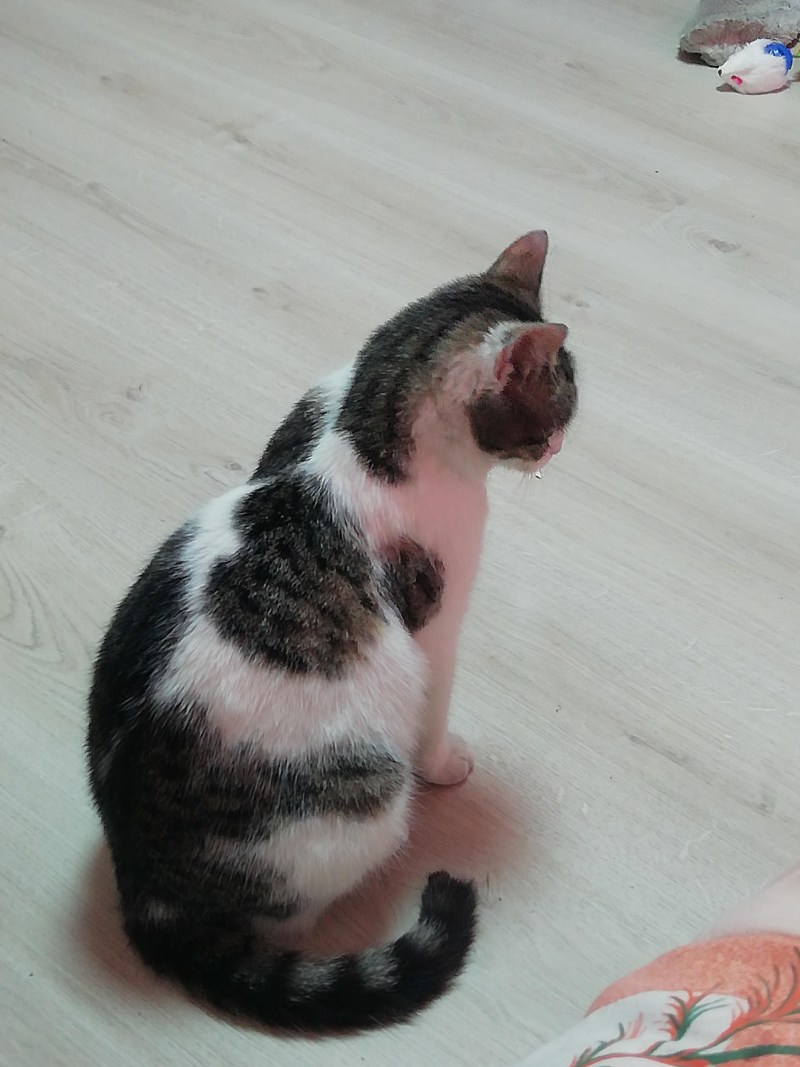 Кот рахитик