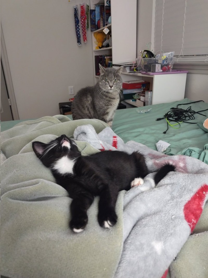 У котенка шарик в животе котенка