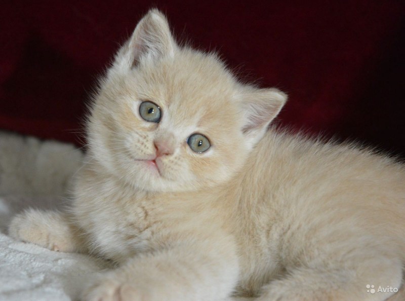 Кот британский гладкошерстный палевый