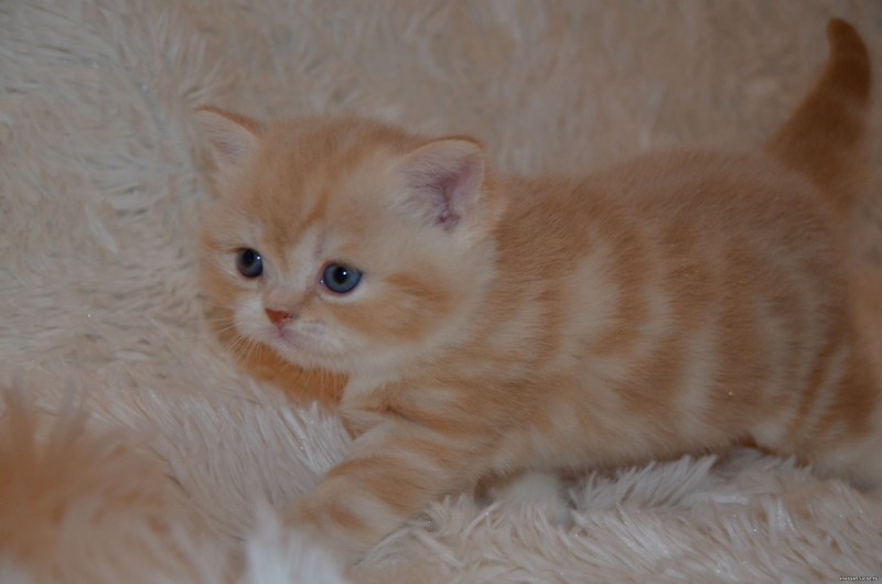 Шотландский скоттиш страйт персиковый