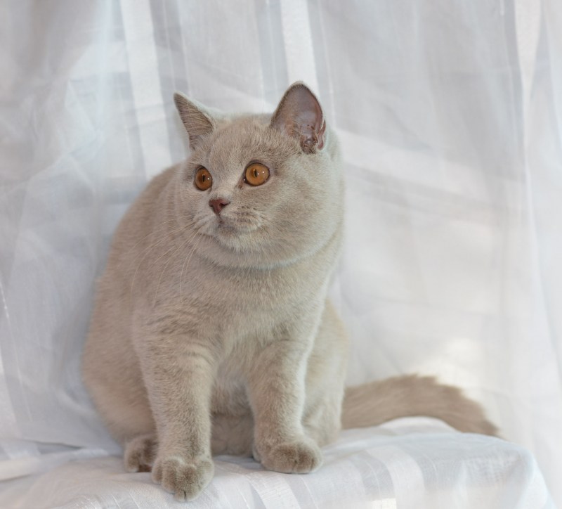 Кот британский гладкошерстный палевый