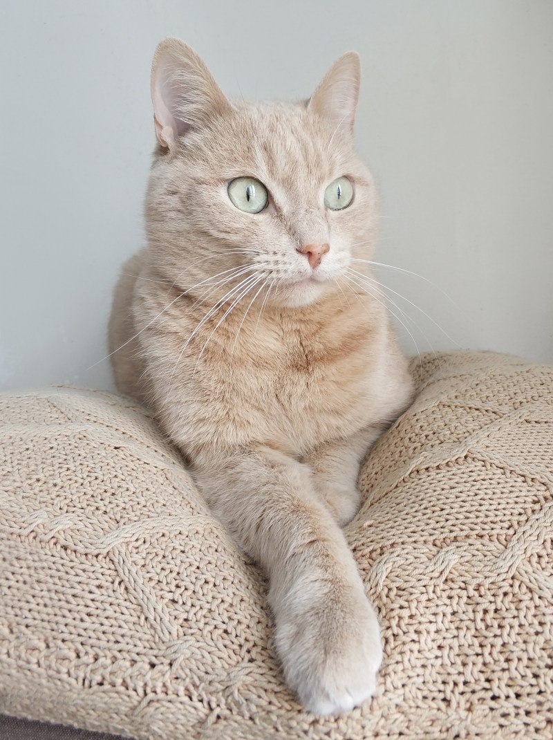 Кошка Bri ny11