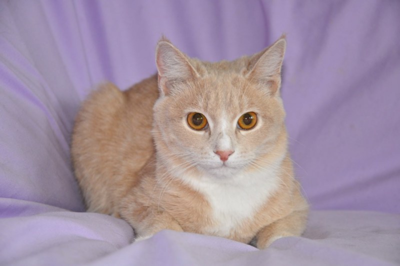 Кремовый котенок
