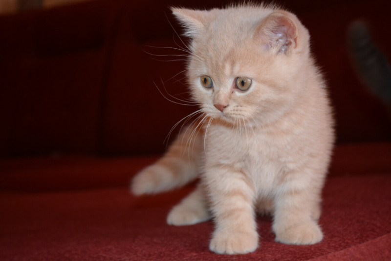 Котенок британский кремовый