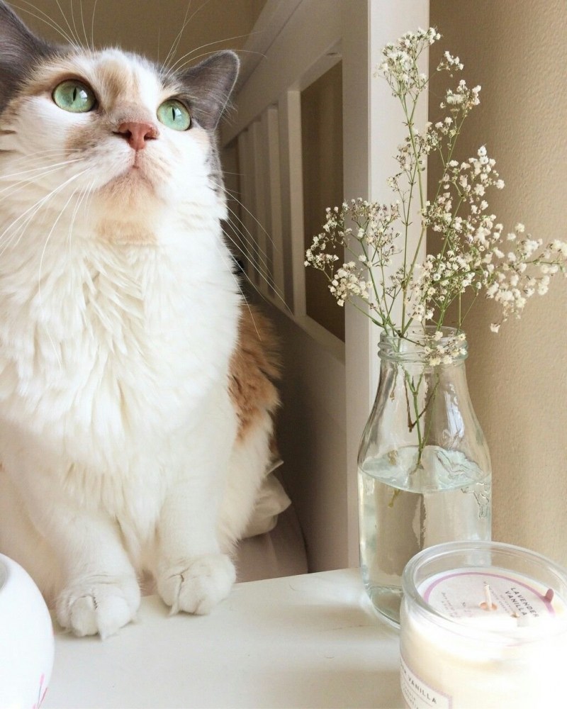 Эстетичные котики