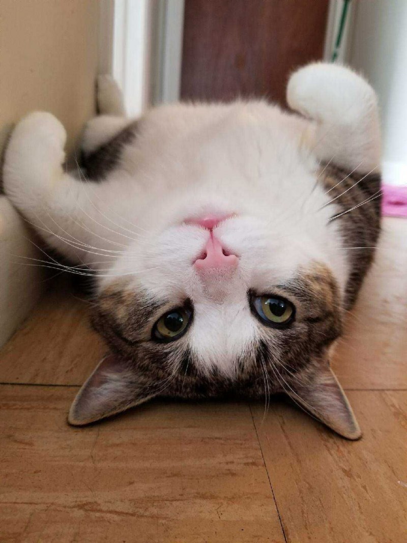 Потешный кот