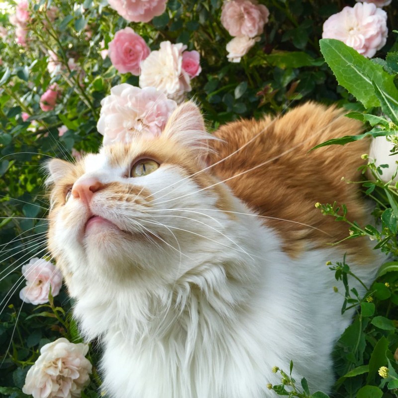 Котик в цветах Эстетика