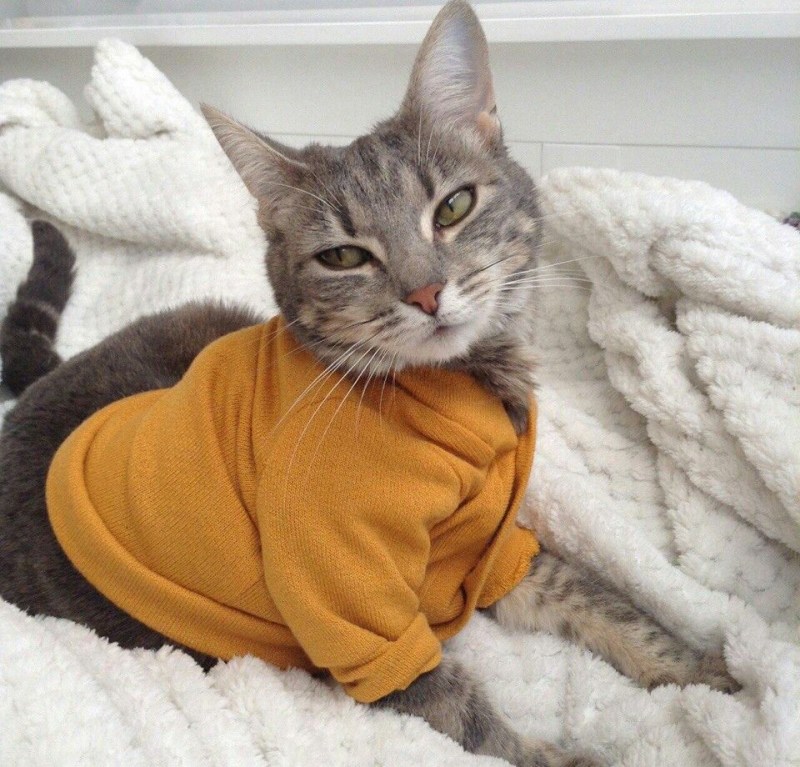 Кот Эстетика