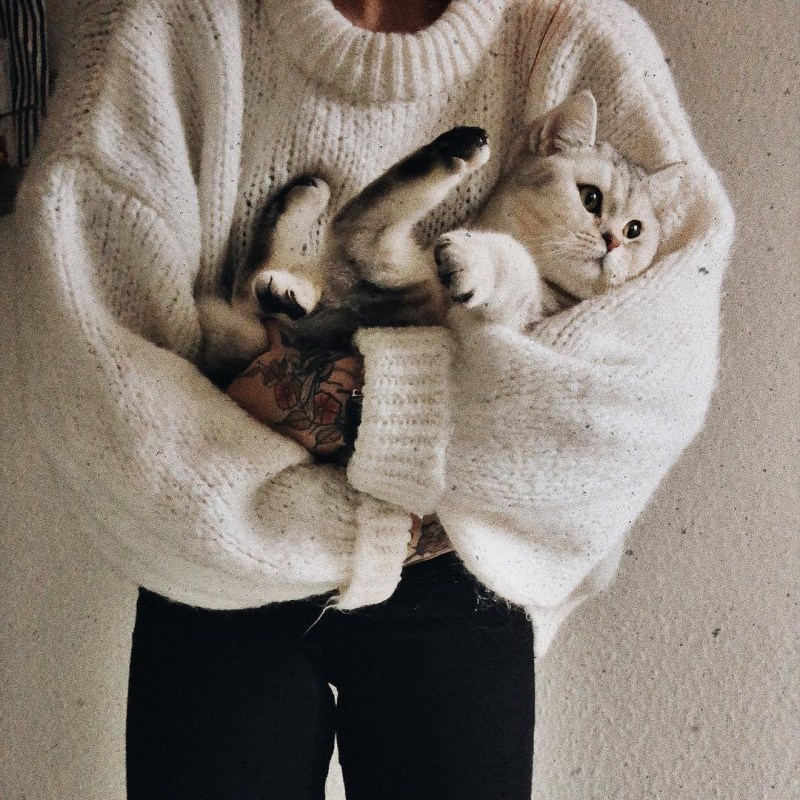 Кот Эстетика