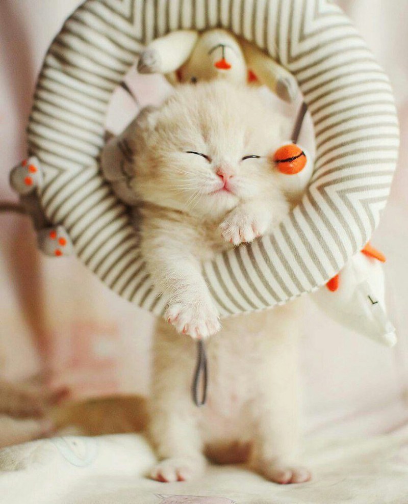 Очаровательные котята