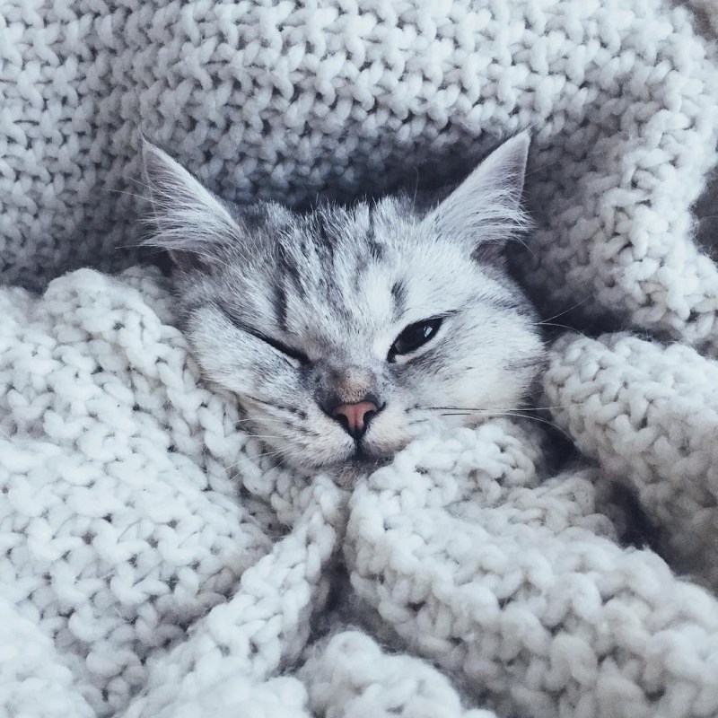 Сохраненки с котиками