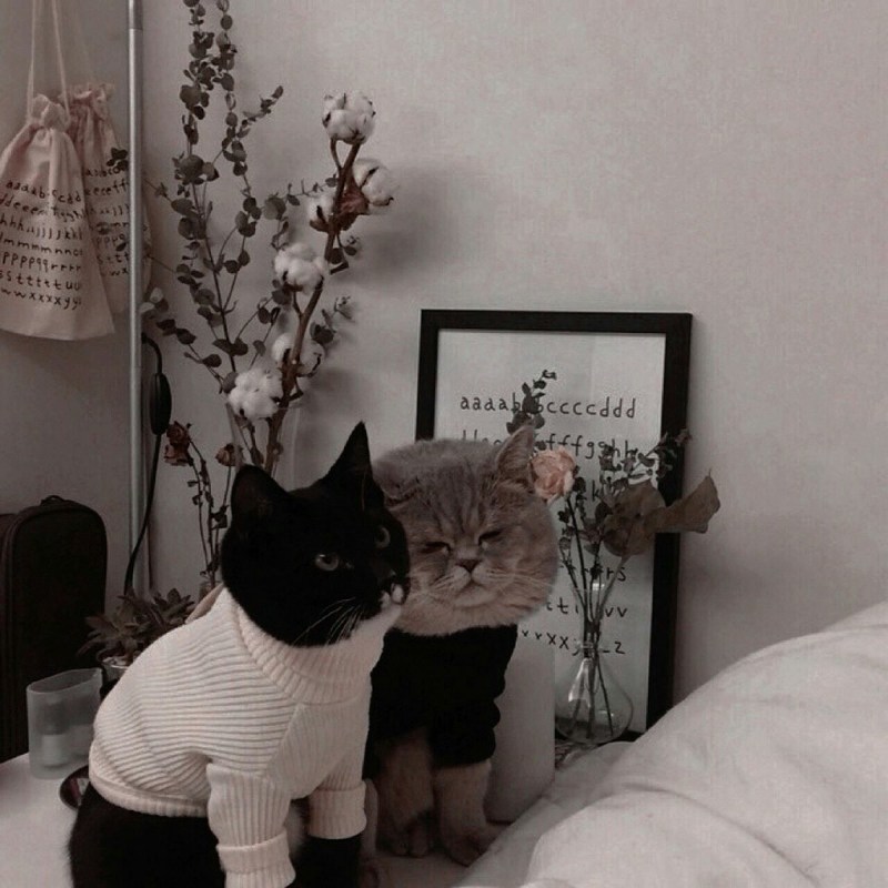 Кот Эстетика