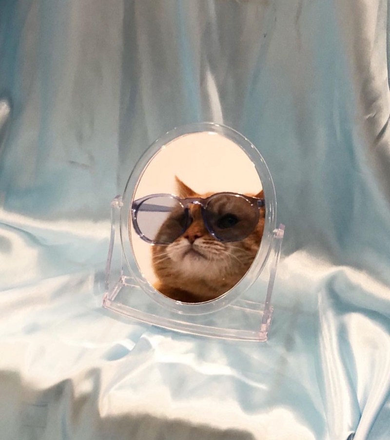 Котик в зеркале в очках