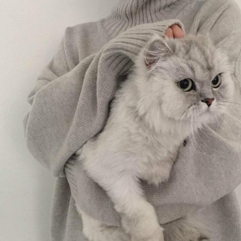 Эстетика котят
