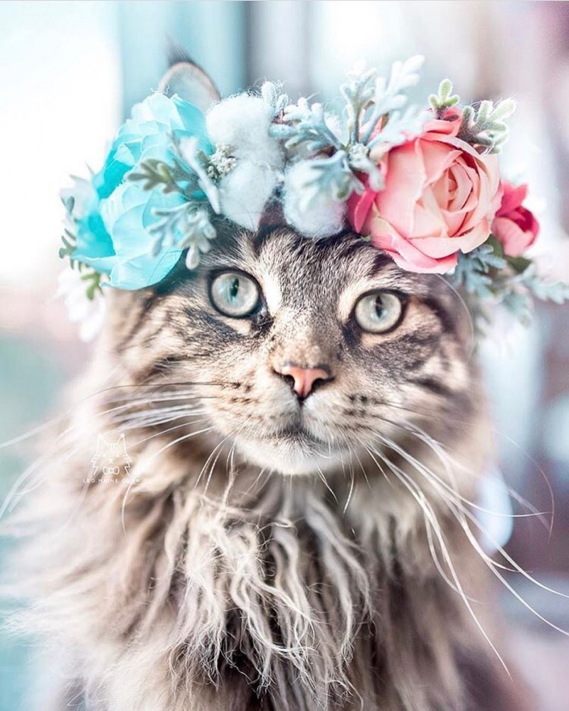 Котик с венком