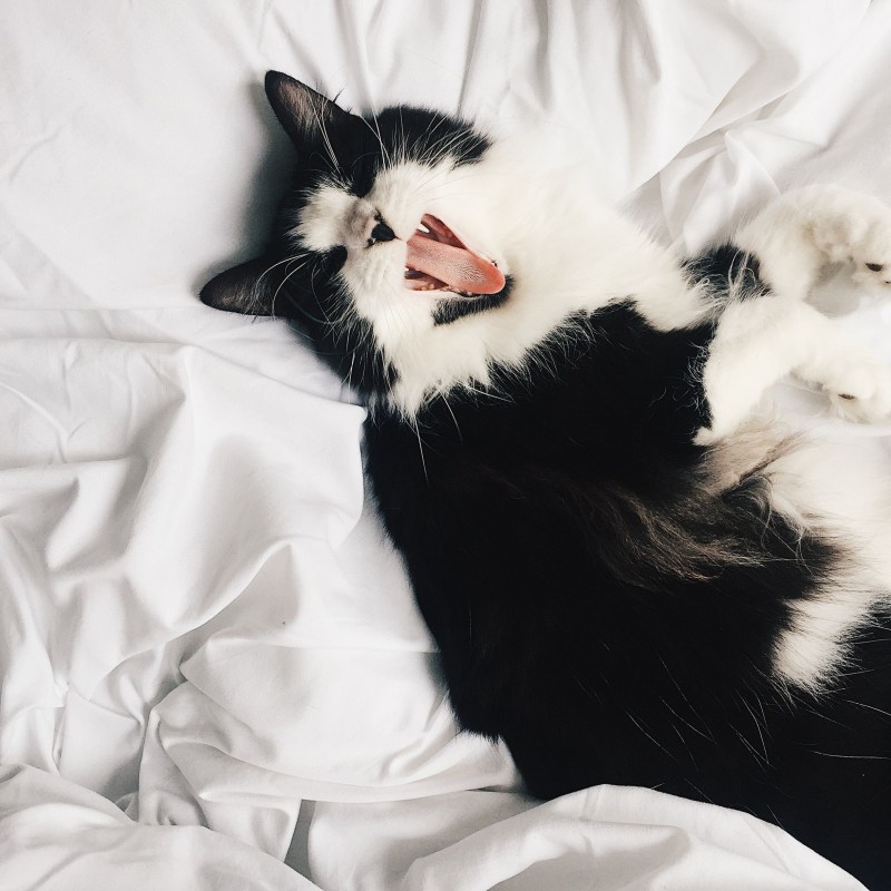 Котики Пинтерест