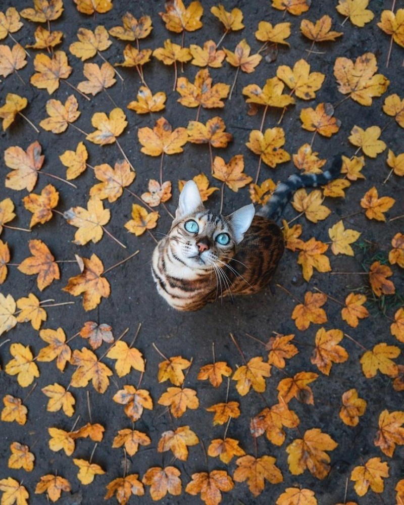Эстетичные котики