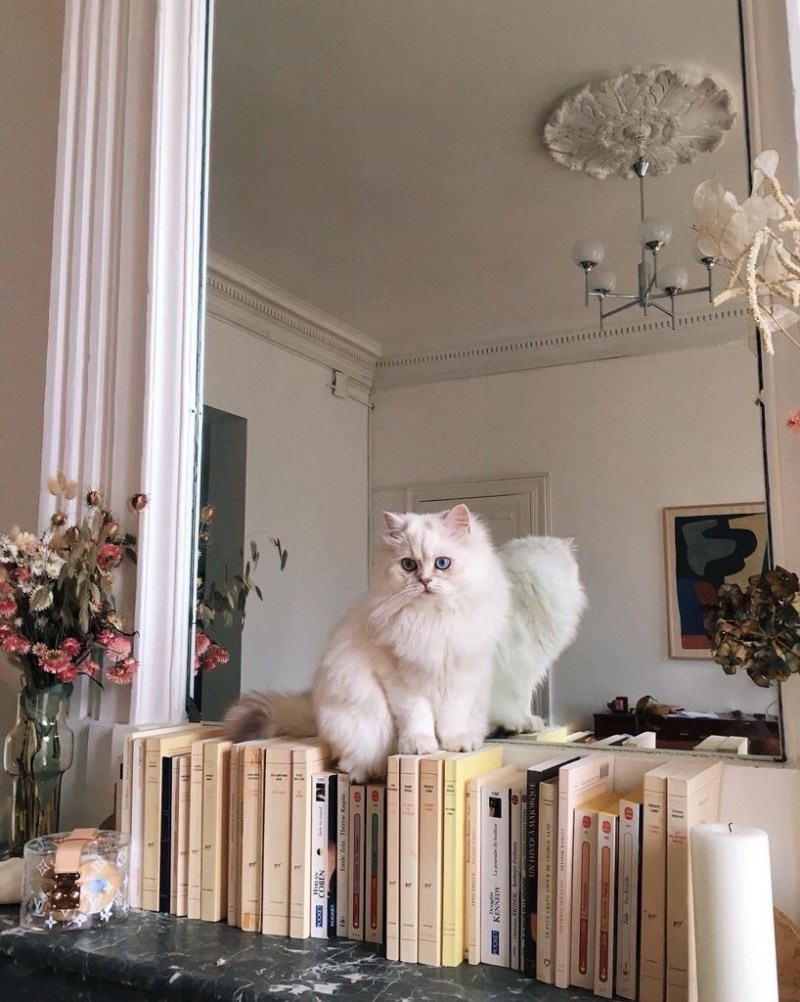 Эстетика котят