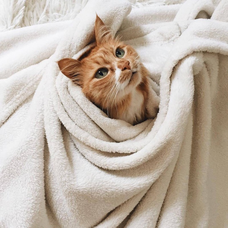 Милые котики