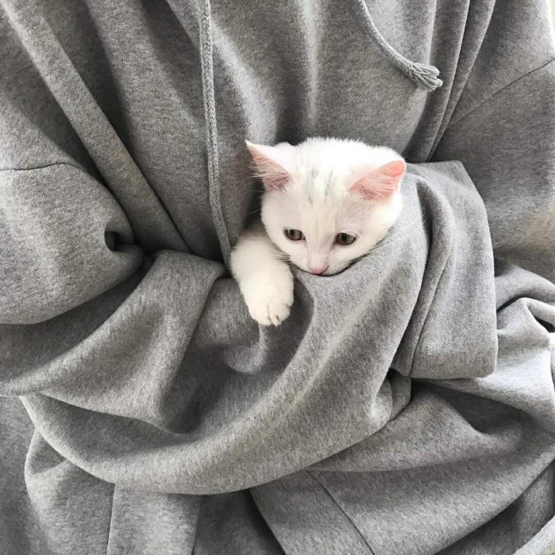 Котики Эстетика