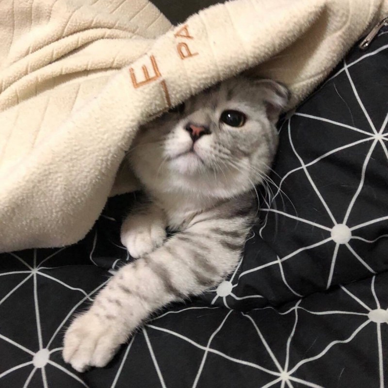 Кошачья Эстетика
