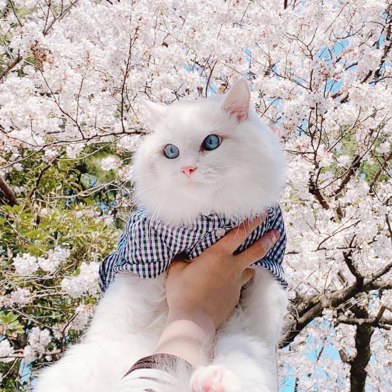 Эстетика кошек
