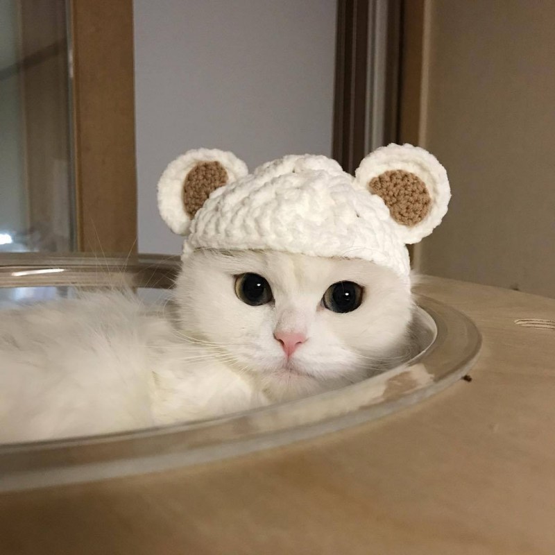 Белый кот в шапочке