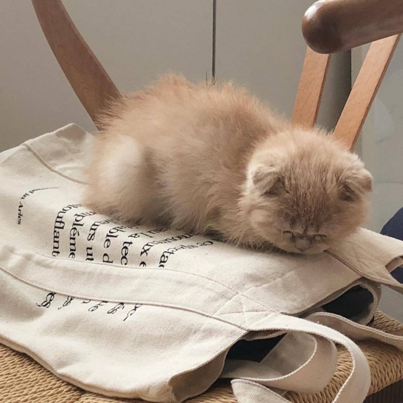 Котики Эстетика