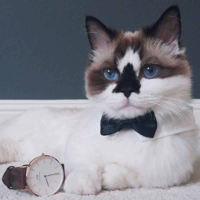Эстетика котят