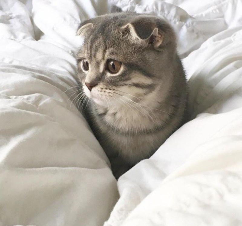 Милые мемы с котами