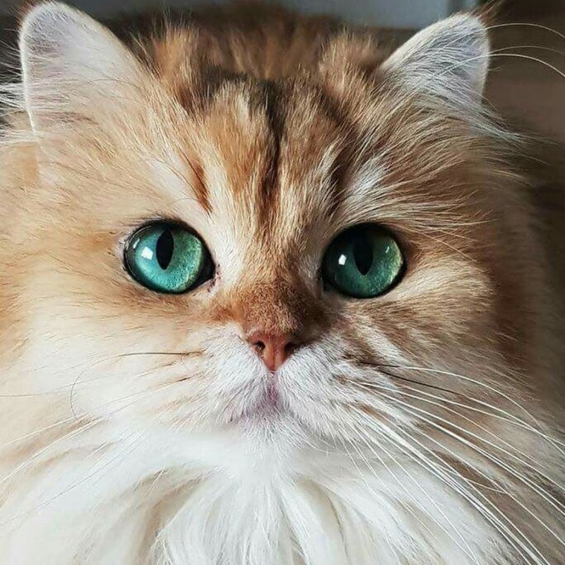 Красивенькие котики