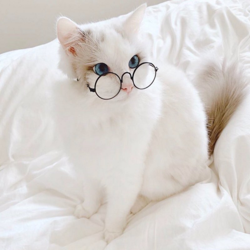 Эстетика котят