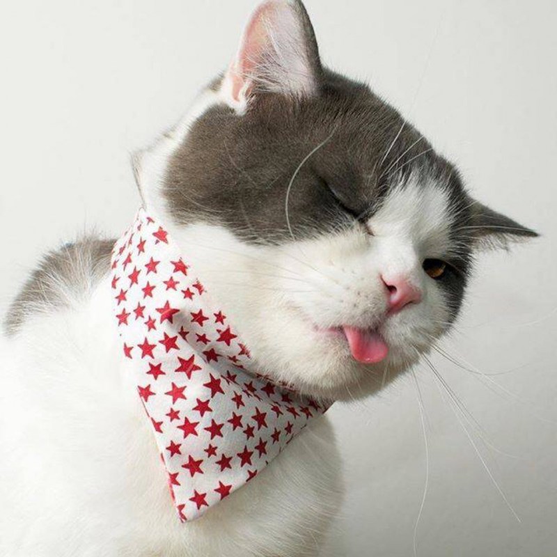Котики в ленте