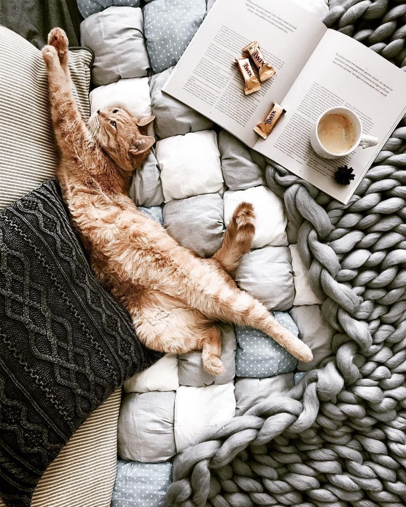 Кот в пледе