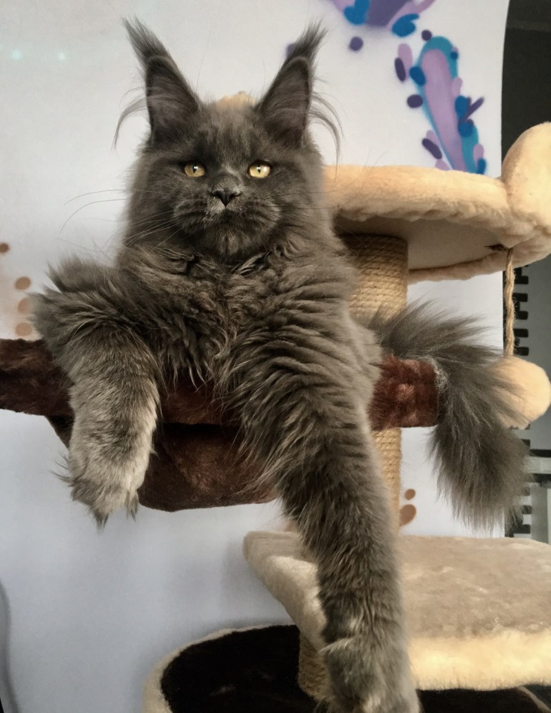 Кот Мейн кун черный