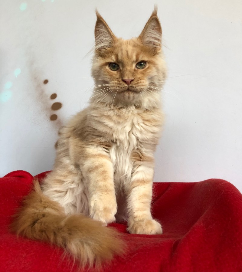 КУОР кот