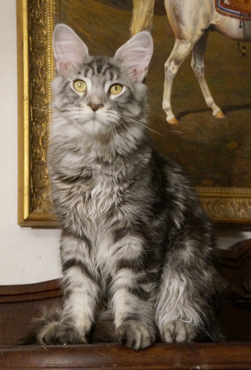 Мейн кун кошка 2 года