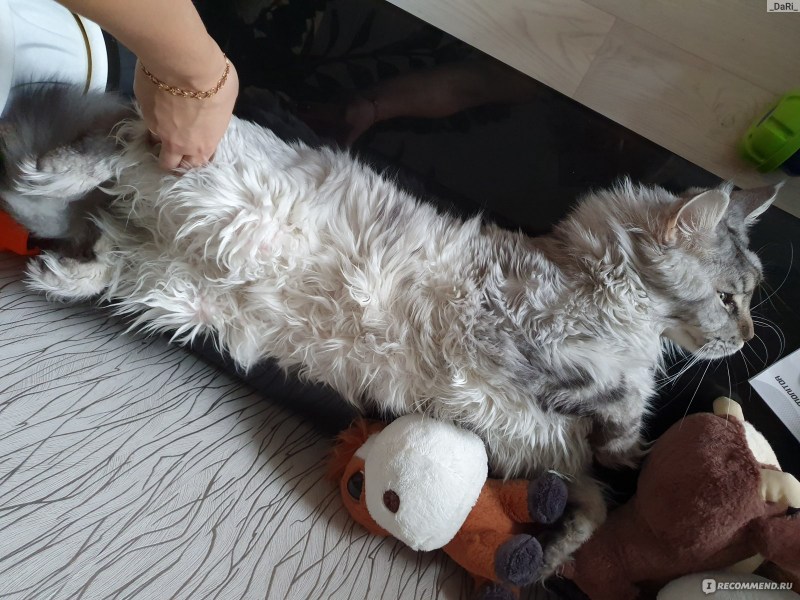 Мейкун ждет хозяина кошечка
