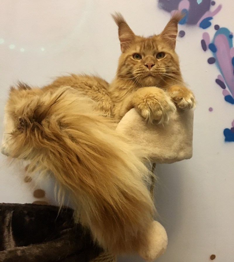 Кот Мейн кун