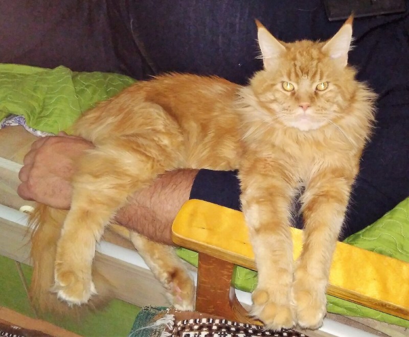 Короткошерстные коты Мейн куна